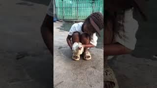My cute girl play with my cute hen|My hen Diggie #shorts#hen