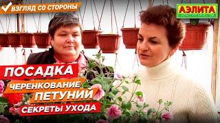 Черенкование Петуний. Секреты ухода за петуниями.