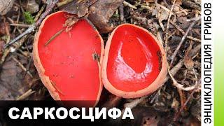 Саркосцифа (Sarcoscypha) | ЭНЦИКЛОПЕДИЯ ГРИБОВ