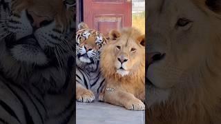 The lion and the tiger in love #animal