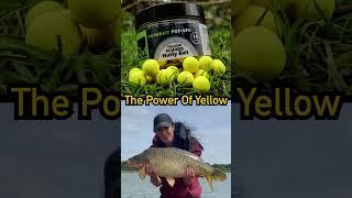 Carp fishing enthusiasts can benefit from using the yellow nutty bait.  #carp #fishing