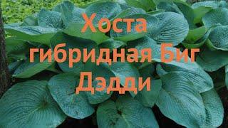 Хоста гибридная Биг Дэдди (hosta hybrida big daddy)  обзор: как сажать, саженцы хосты Биг Дэдди