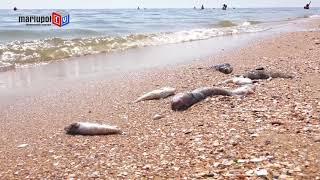 В Мариуполе бычок выбрасывается на берег