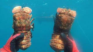 BIG SLIPPER LOBSTERS, how and where to find them