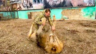 A man fights a HUGE LION