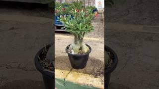 Rare Imported Adenium Plant Online Sale  #adenium #plants #flowers #garden