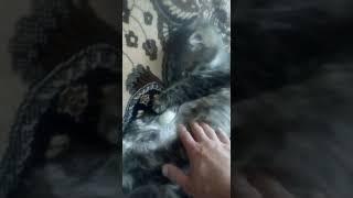 Животик болит