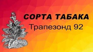 СОРТ ТАБАКА Трапезонд 92. Семена табака.