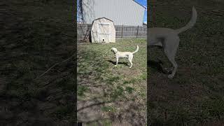 Cooper found a big stick!!