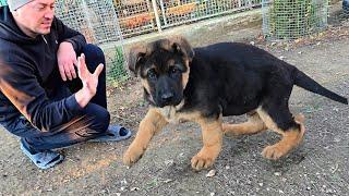 Fat and cute German Shepherd puppy 3 months old. Odessa 2024.