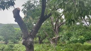 Pruning large 50 year old East Indian Mango trees