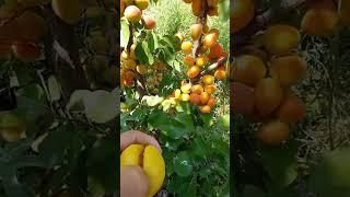 O'riklarimiz judayam chiroylik xosil berdi!  #fargonamevalari #vodiymevalari #vodiyuz #fruit #trend