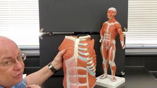 Professor Long 2401 Lab Muscles of the Chest and Abdomen Models