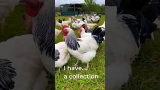 Sussex chicken #chicken #farm #sussexes