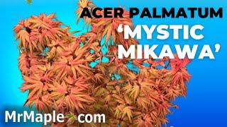 Acer palmatum 'Mystic Mikawa' | Rare Dwarf Japanese Maple | MrMaple Clips 