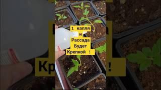 1 КАПЛЯ и Рассада СТАНЕТ КРЕПКОЙ за 1 день #совет #огород МАРАФОН ПОСАДОК день 5