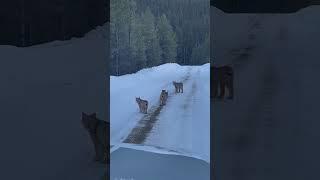 Lynx Family Walks Down Snowy Road || ViralHog