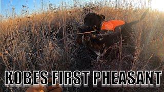 PHEASANT OPENER |KOBES FIRST HUNT-- HE RETRIEVED A BIRD!!