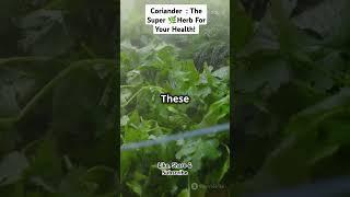 Coriander  : The Super Herb For Your Health! #biology #bioticworld #nutrients #fitness #taste #fact
