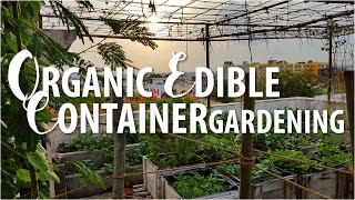 Organic Rooftop Garden (Hyderabad) - 1 (2017)