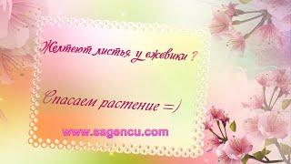 Что делать если у ежевики желтеют листья ?