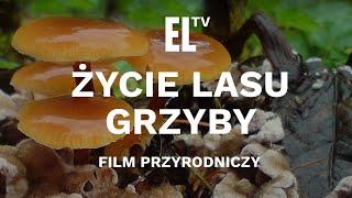 Życie lasu - GRZYBY