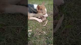 this hungry dog  is eating a bone  #shorts #animals #youtubeshorts #viral