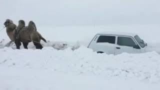 В Саратове верблюд вытянул застрявшую на дороге "Ниву"