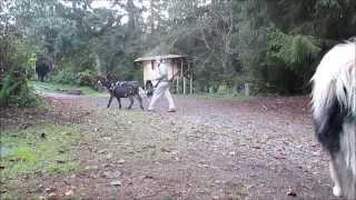 Donkey driving training