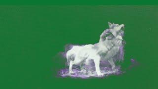 green screen wolf vfx #VFX #4k use to free fx