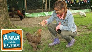 Huhn | Information  für Kinder | Anna und die Haustiere