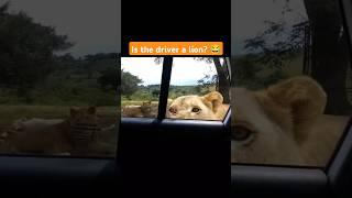 Is the driver a lion ?  #shorts #animal #lion #cutecats