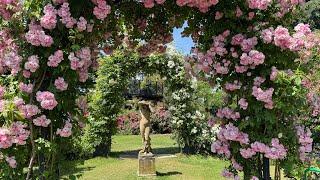 My Visit to Peter Beales English Rose Gardens | Rose Garden Tour | English Roses | Kordes Roses