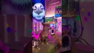 Dog fun#muhammadkabir #shorts #shortsvideo #shortsviral #viralshorts #yt #4u #doggo #funny #doglover