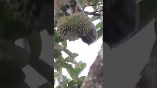 tupai hutan liar makan buah durian