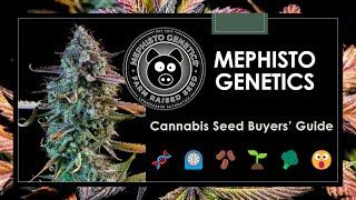 10 Best-Selling Mephisto Genetics Strains | Autoflower Seeds Buyers' Guide