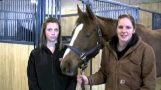 University of Guelph Ridgetown Campus Performance Horse Handler Certificate