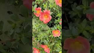 beautiful flowers  you tube video #youtubeshorts #beautiful garden