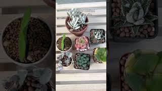 How to water your succulents correctly?! #succulent #watering #houseplants