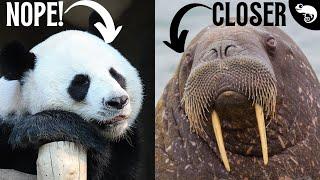 Pandas Aren't Bears (They're Closer To Walruses)