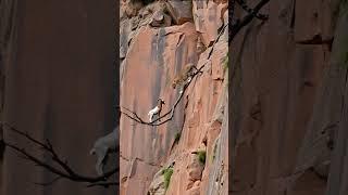  Leopard vs. Goat: The Most Unbelievable Chase on a Cliff! Part - 7 ️ #shorts #goat #leopard