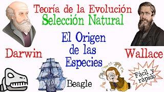 Teoría de la Evolución Darwin y Wallace [Fácil y Rápido] | BIOLOGÍA |