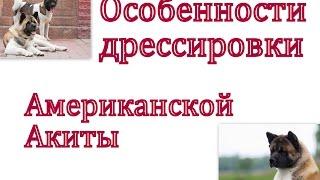 Дрессировка американской акиты Особенности породы и воспитания как щенка так и взрослой собаки