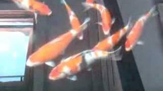 UK - Koi growing tanks