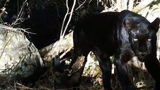 Rare Black Leopard Mother and Cubs Spotted in Kenya