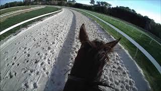 Australian Thoroughbred Bloodstock - Racehorse Shares & Syndications