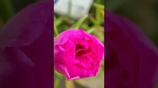 Flower blooming Time Lapse