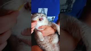 Чистка зубов кота Геннадия!