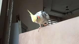 Curious Cockatiel Rocky !