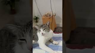 Cat Waking Up & Self Grooming | Cute Cat Video ‍⬛🫧